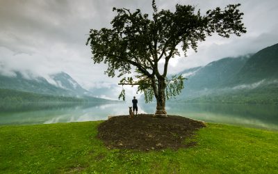 Il mondo della vegetazione: l’intelligenza delle piante.
