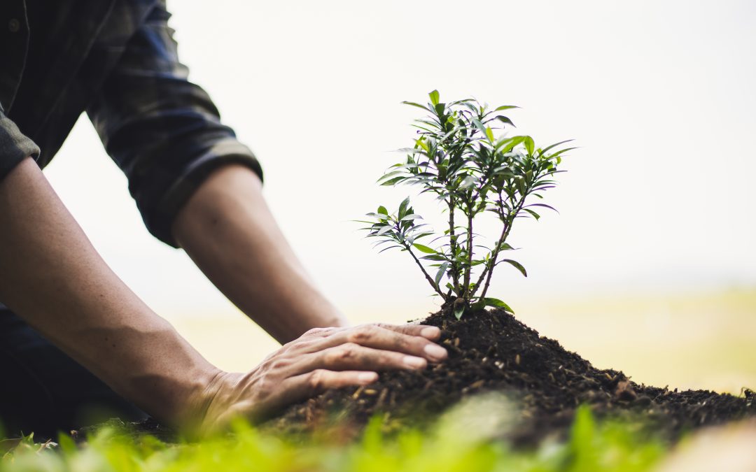 Gli alberi: la casa di molte specie e la nostra salvezza.